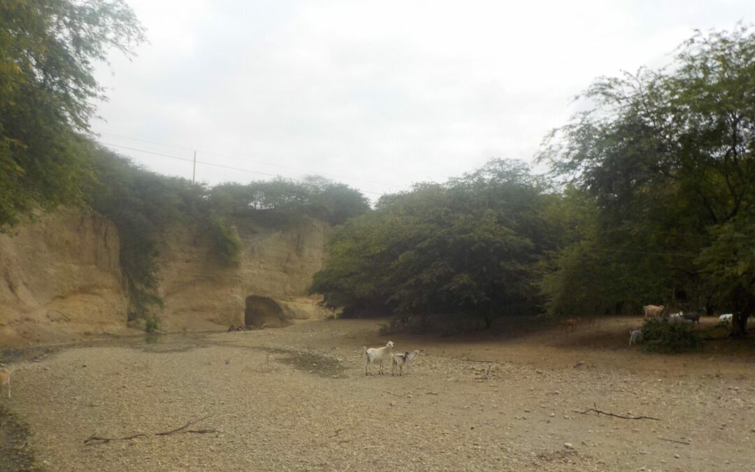 Auswirkungen des Klimawandels in indigenen Territorien der Pazifikküste Ecuadors