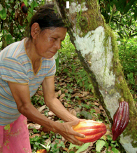 cacao