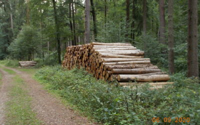 Nachhaltige Waldnutzung in Krisenzeiten