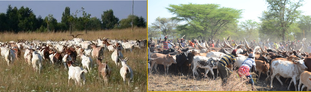 (Wander)-Weidewirtschaft heute - Was verbindet Kölner Hirt*innen mit den Karamojong in Uganda?